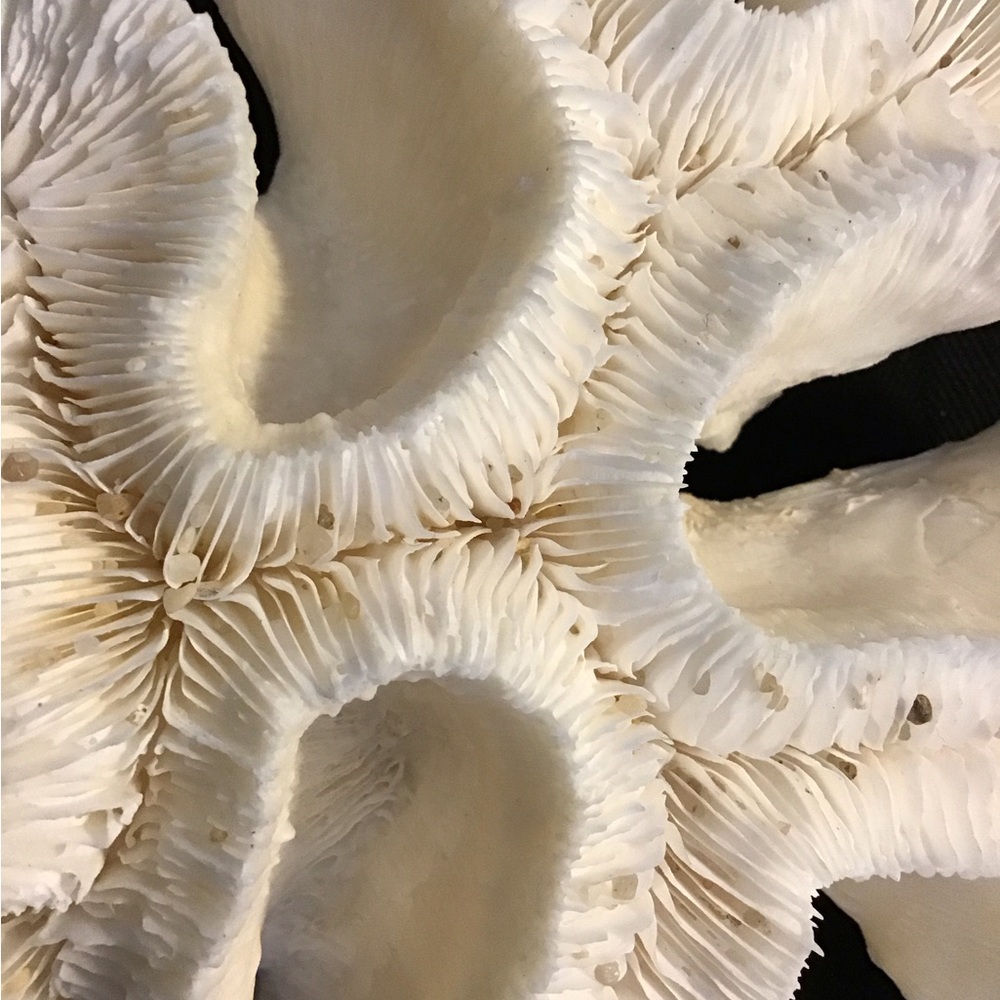 Authentic White Brain Coral Specimen - Picture 6 of 9